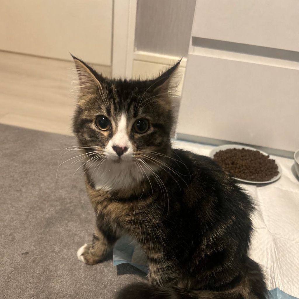 Mimi