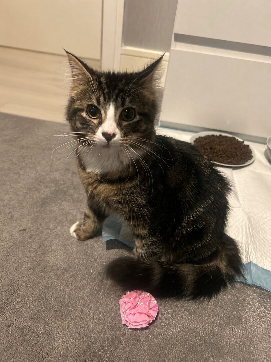 Mimi