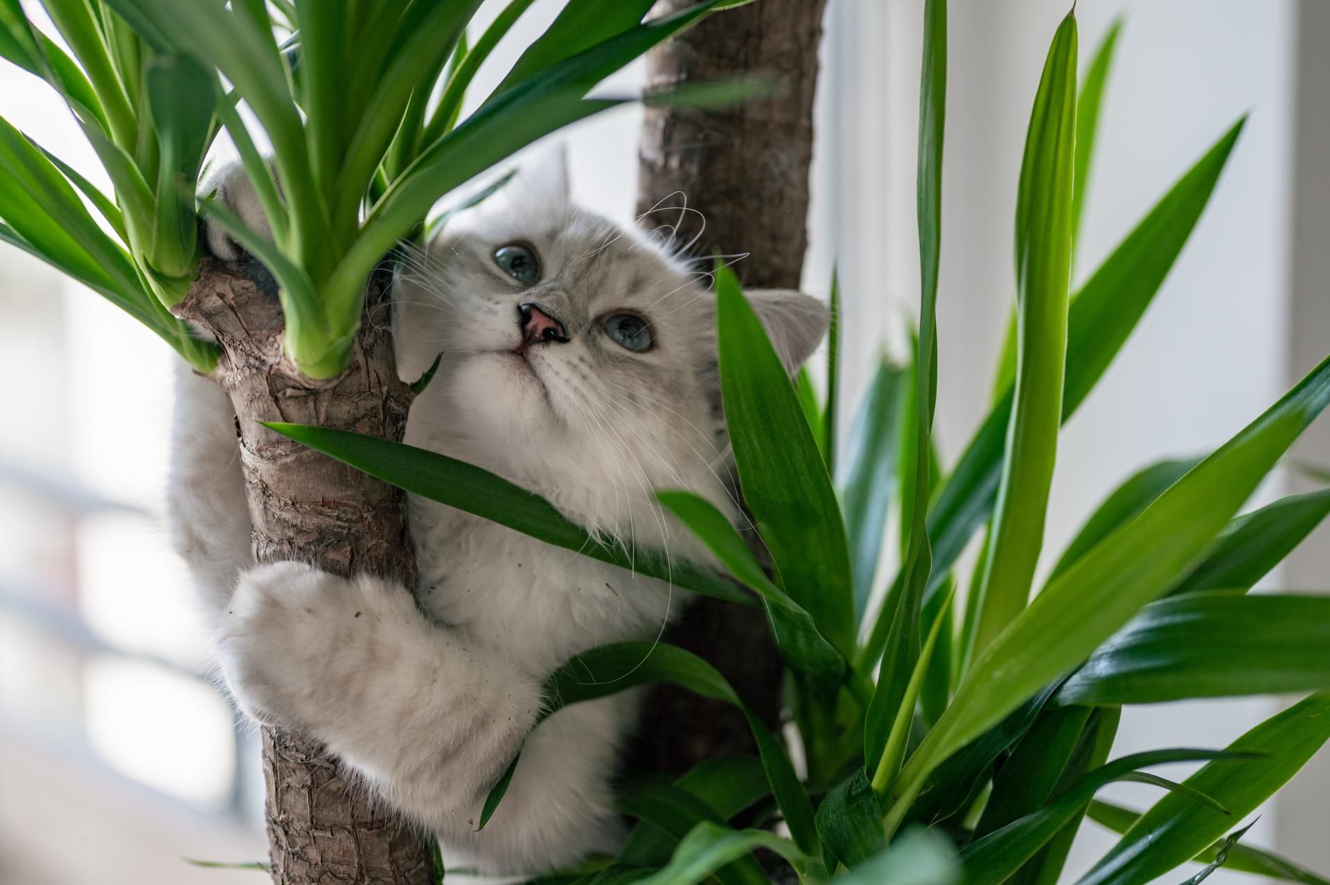 Taking home your new kitten