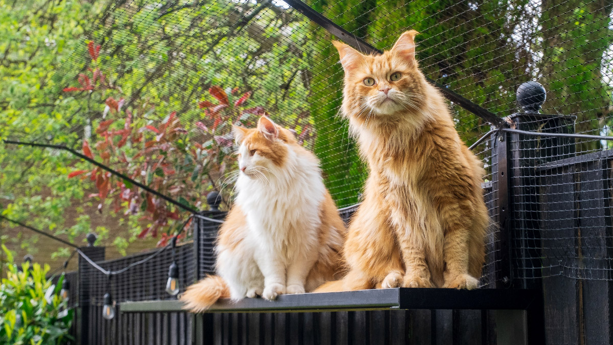 Catio by ProtectaPet.com