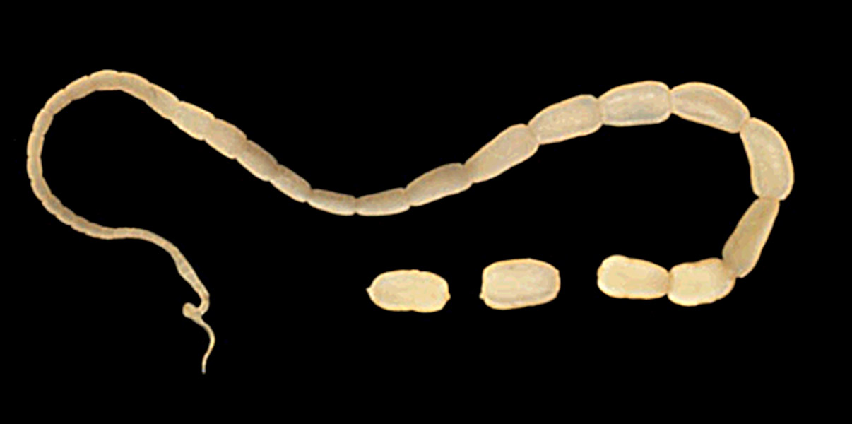 Adult Tapeworm