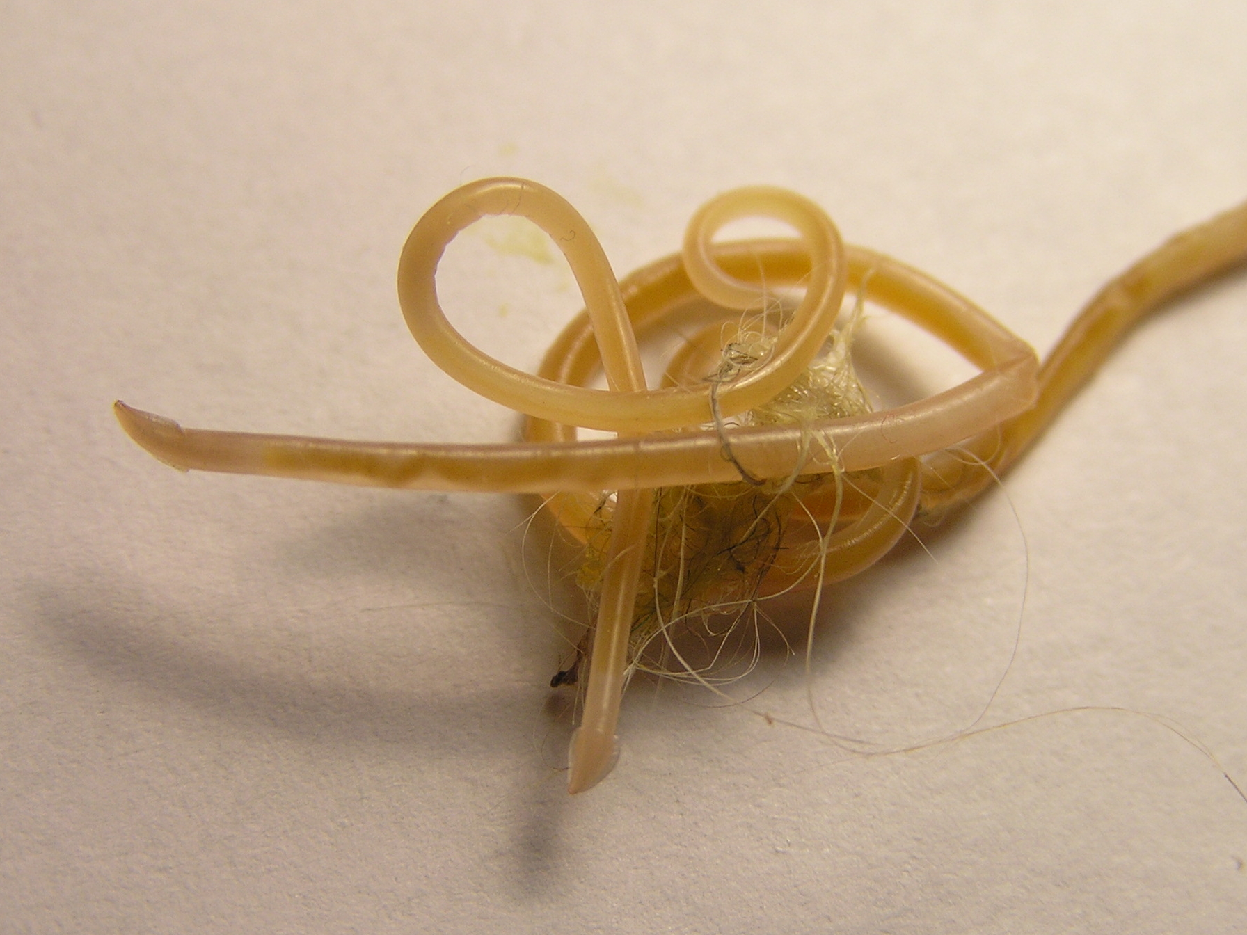 By Beentree - Own work, CC BY-SA 4.0, https://commons.wikimedia.org/w/index.php?curid=3477261