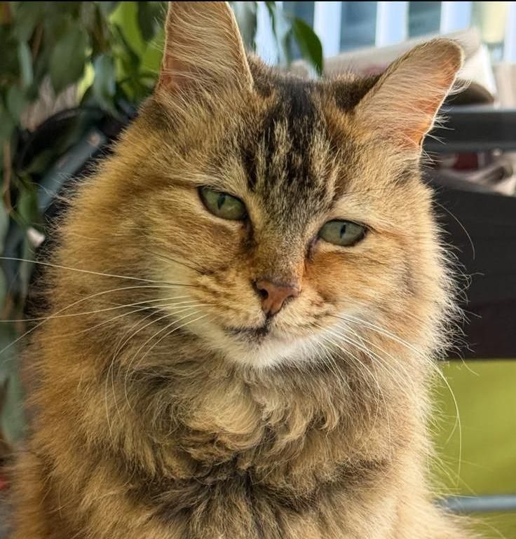 Mitzie