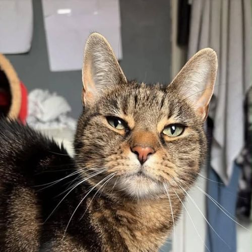 Tabby tortie Tuesda…