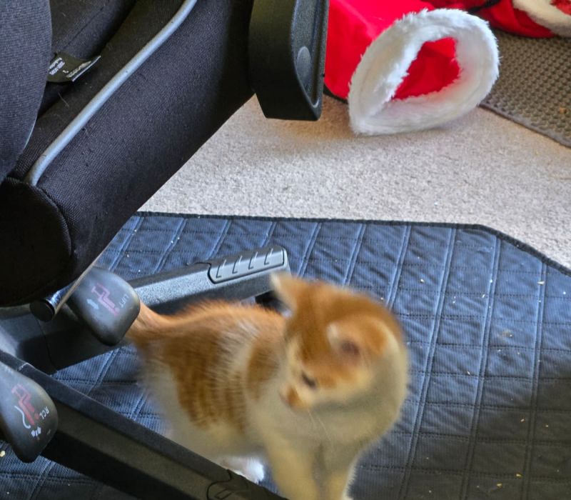 Archie