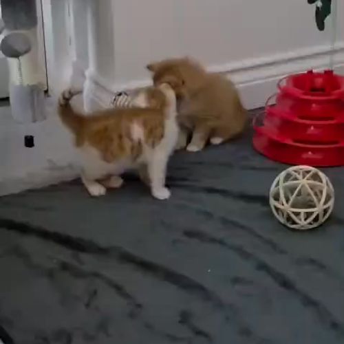 😻 It’s Ginger ninj…