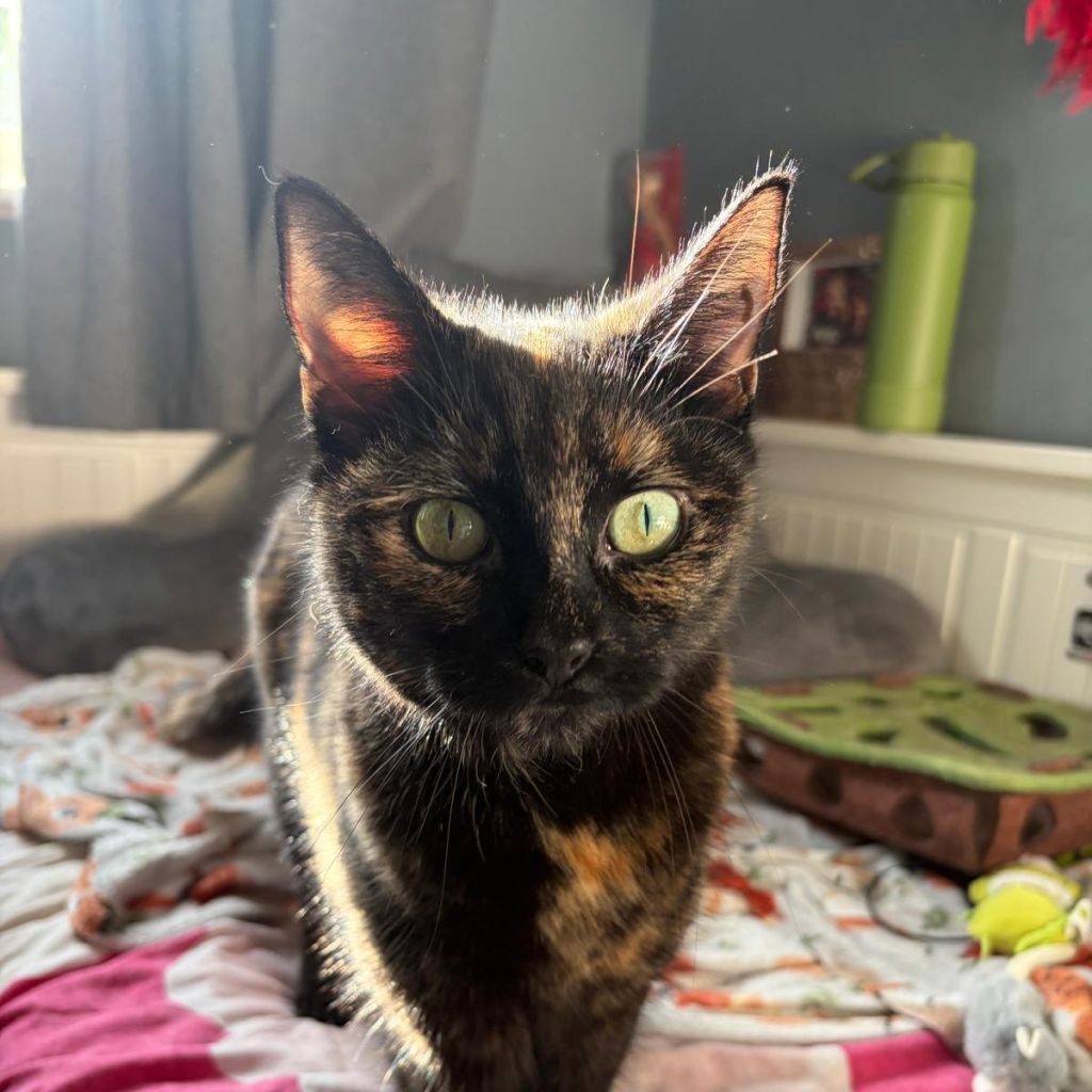Luna-Belle