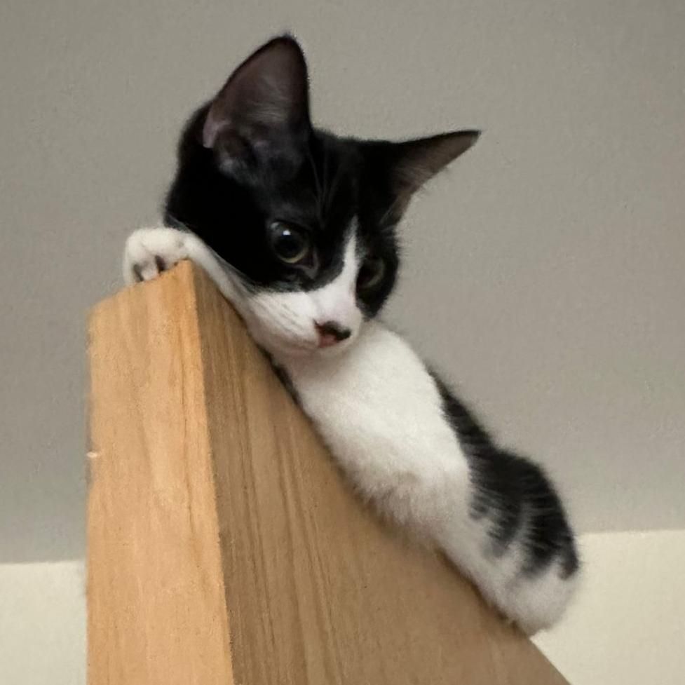 Mochi