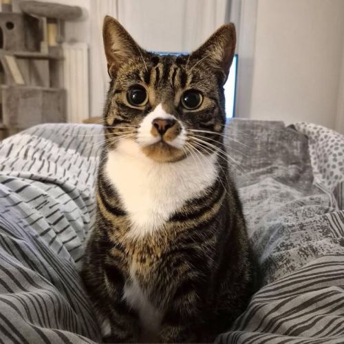 🐾 MISSING-we need…