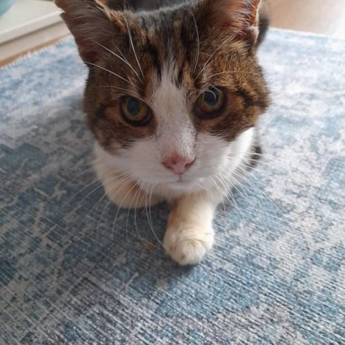 🌈 Rest in peace St…