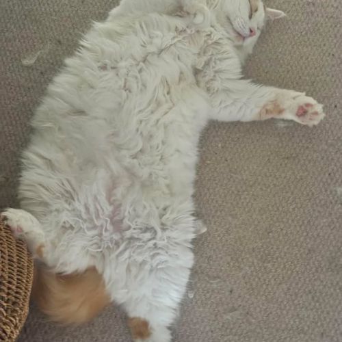 Big Cheese is so ov…