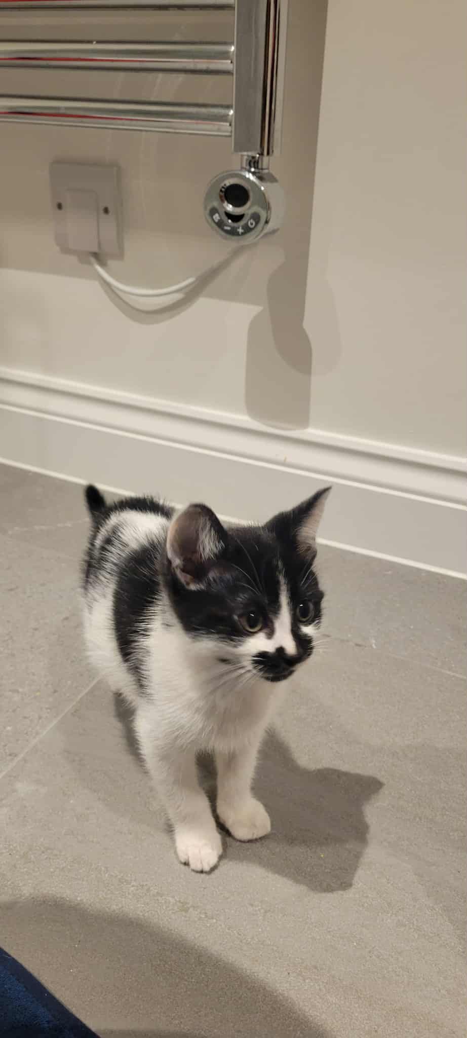 Oreo