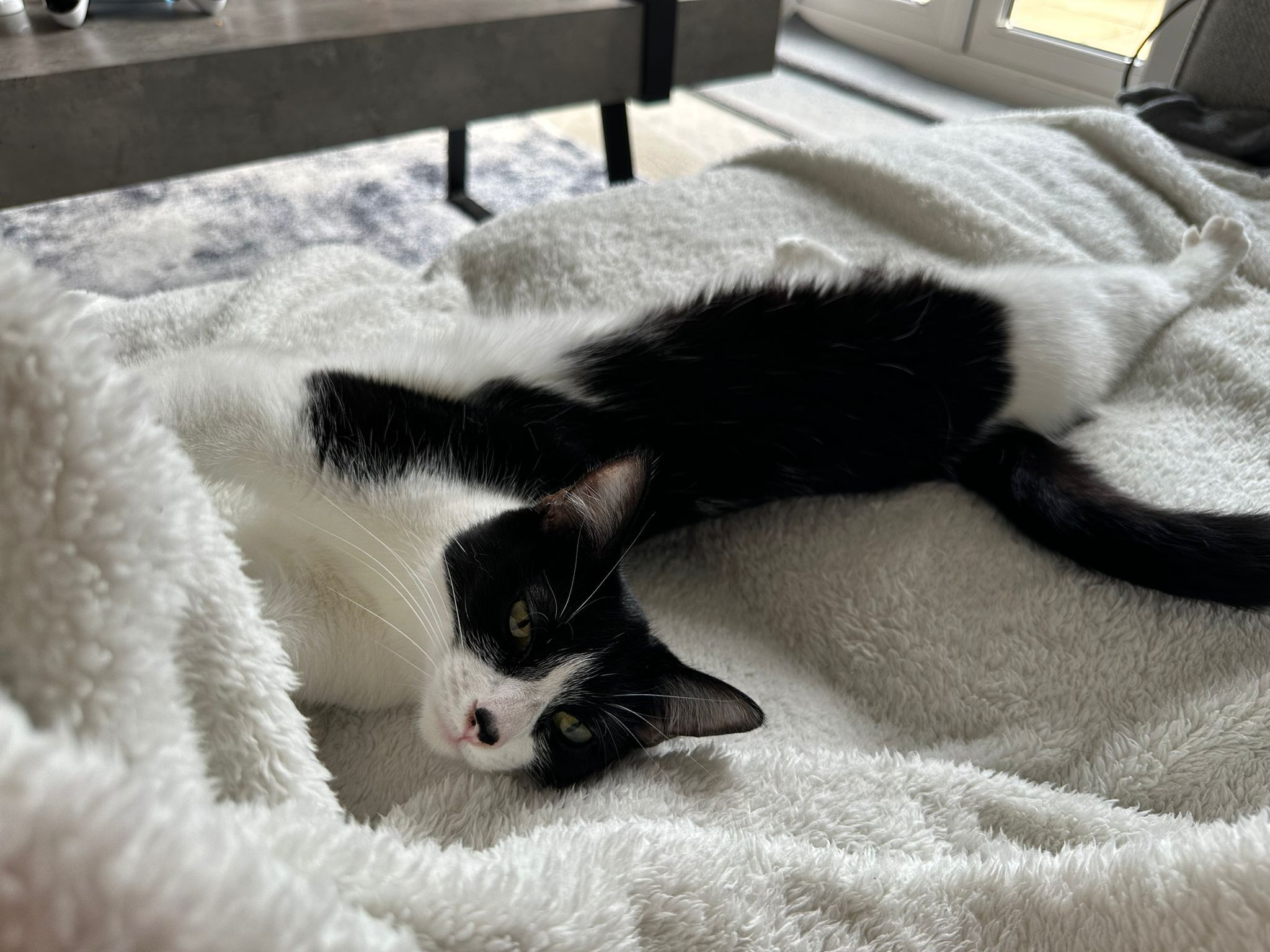 Mochi