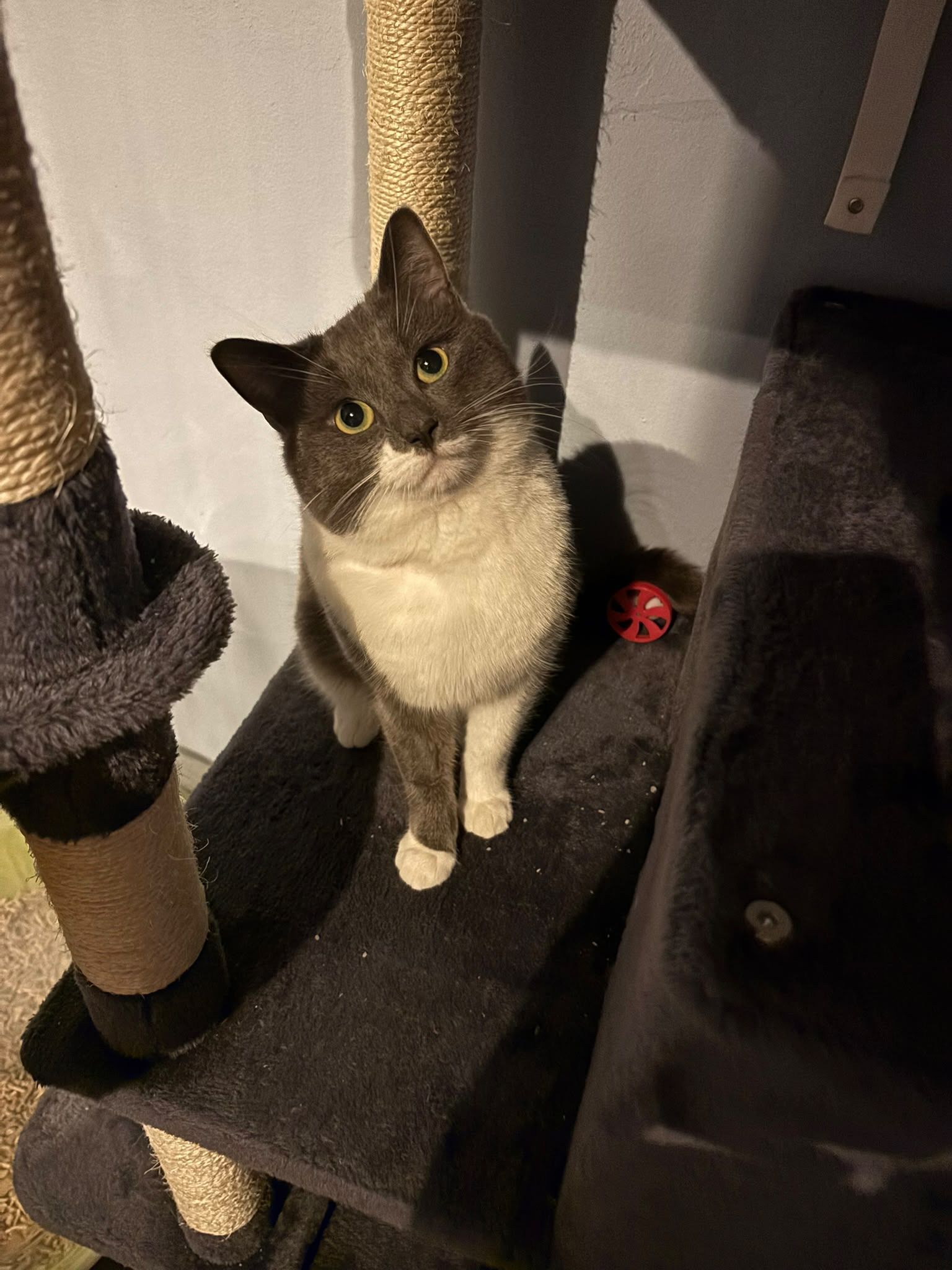 Mouse