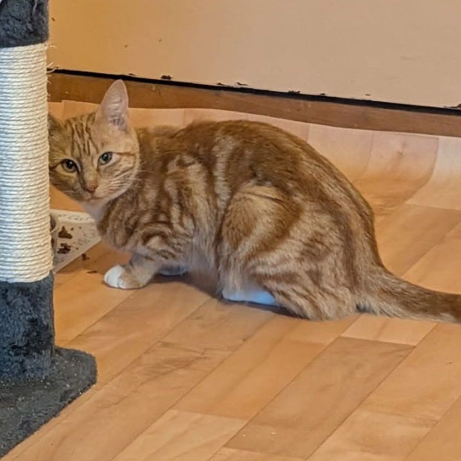 Miss Ginger