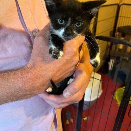 ❤️ Adoption update…