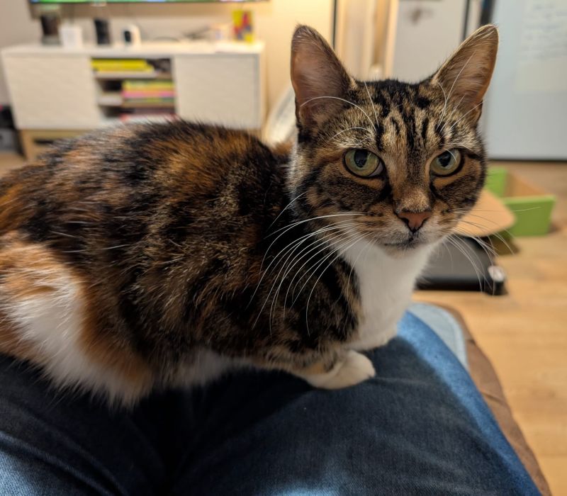 Tabitha
