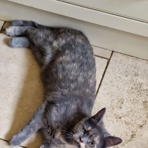 😻 Blue is home and…
