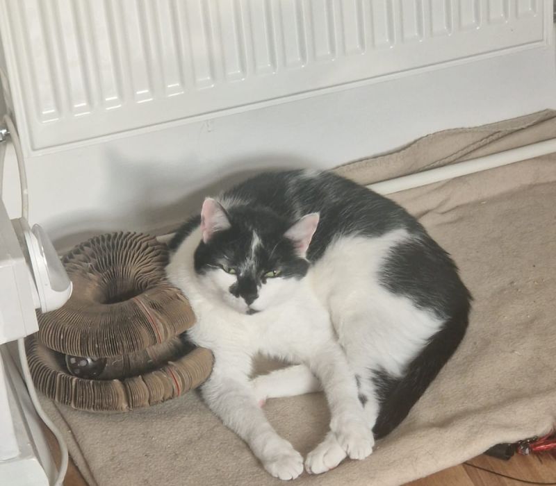 Leo