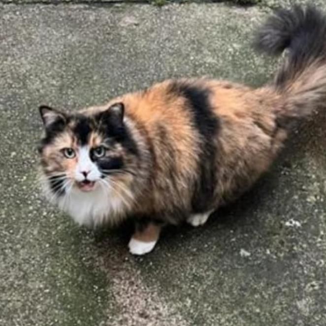 Biscuit