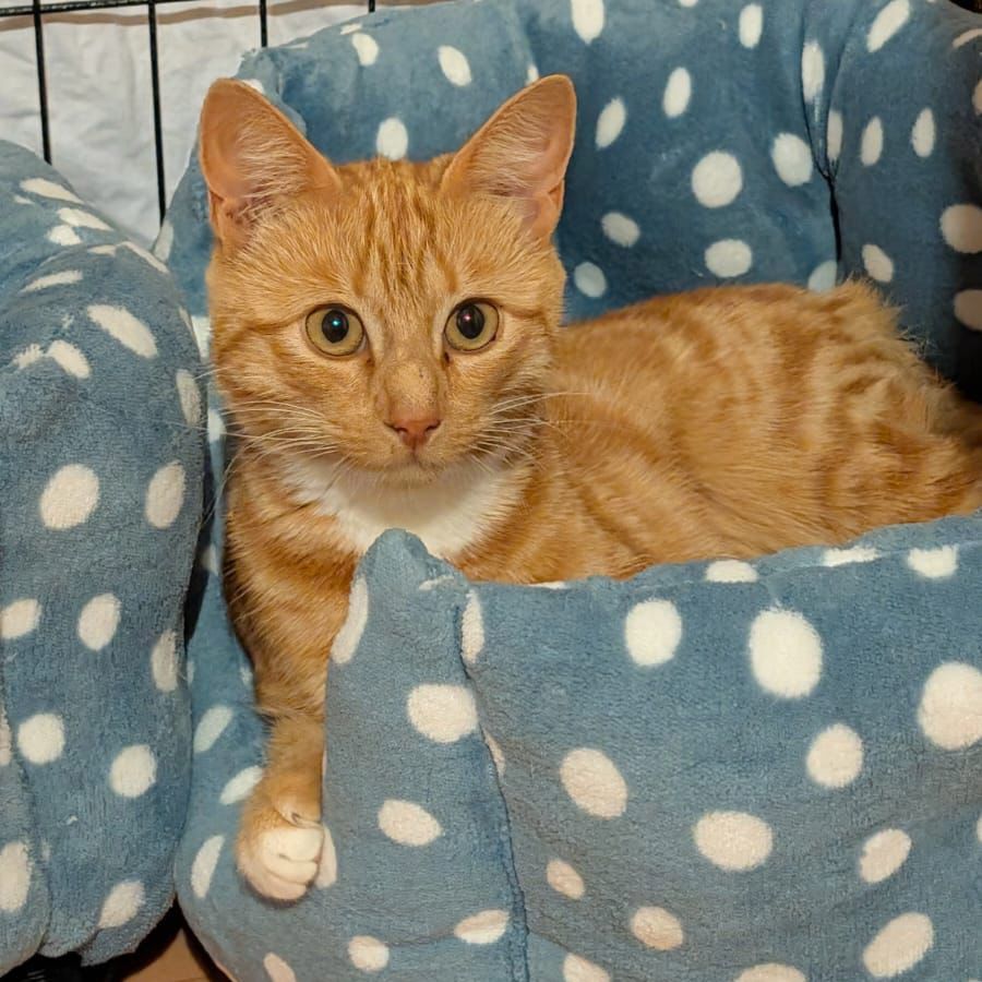 Miss Ginger