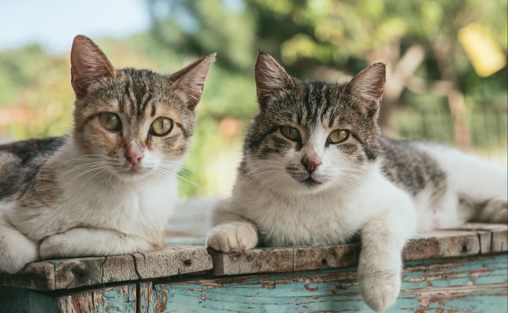 Introducing your cat to others