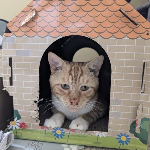 SUPPORTED ADOPTION…