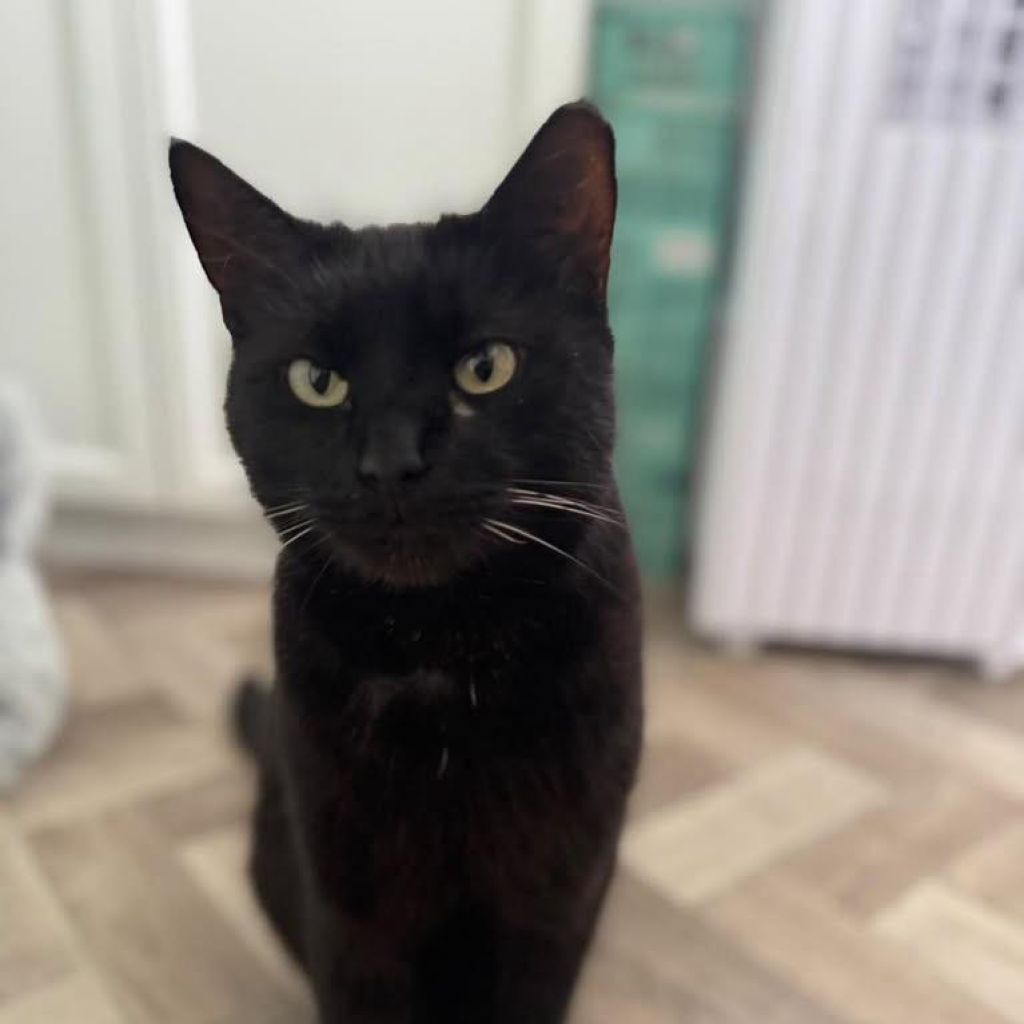 PJ
