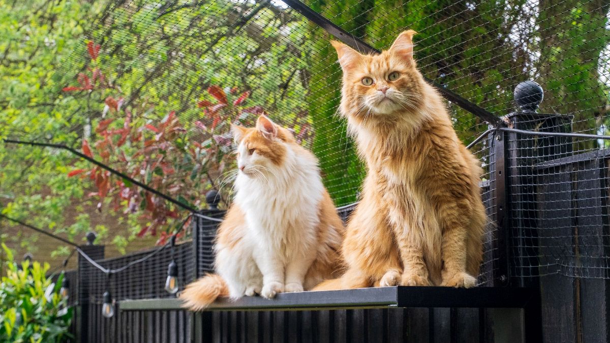 Catios