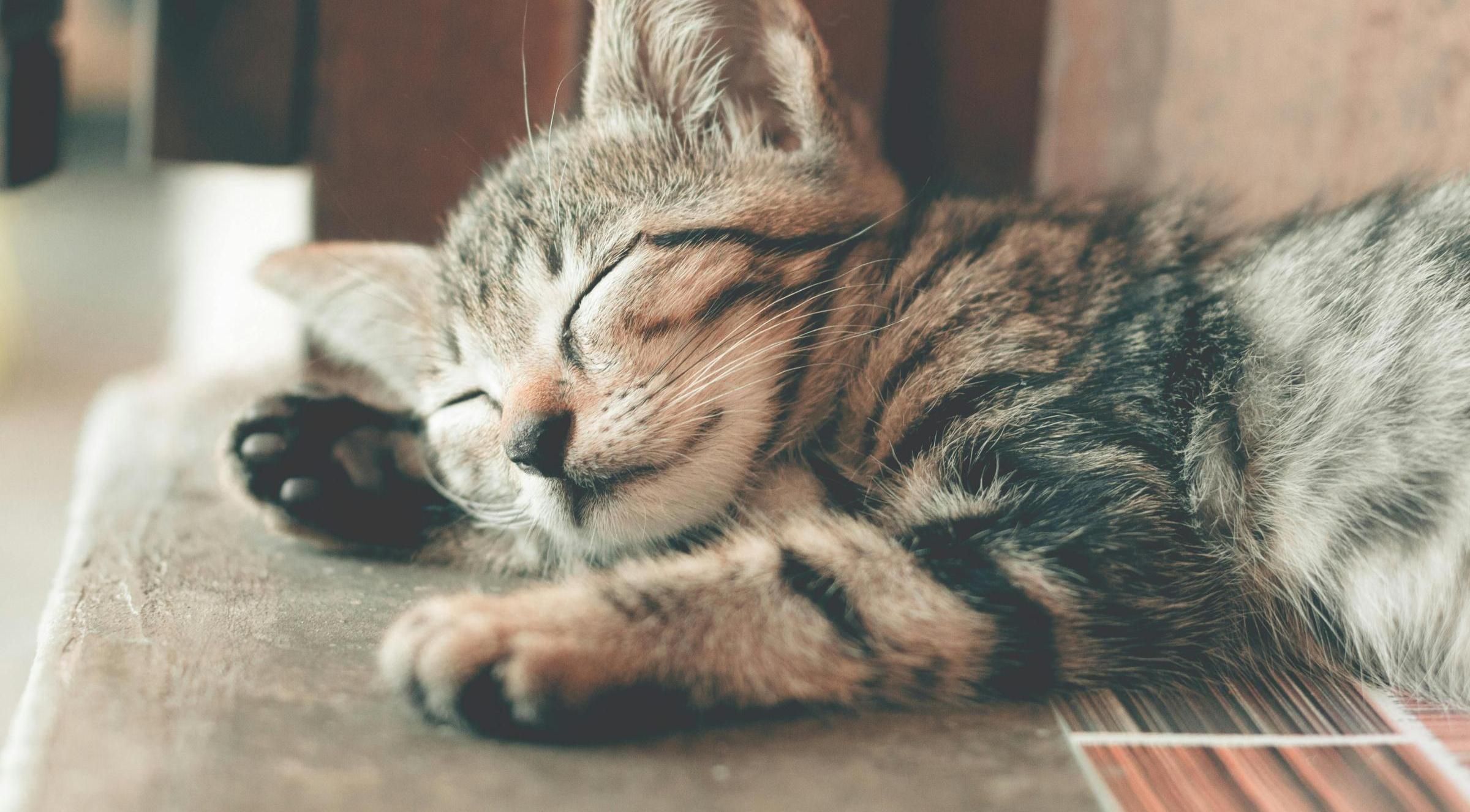 Indoor Cats