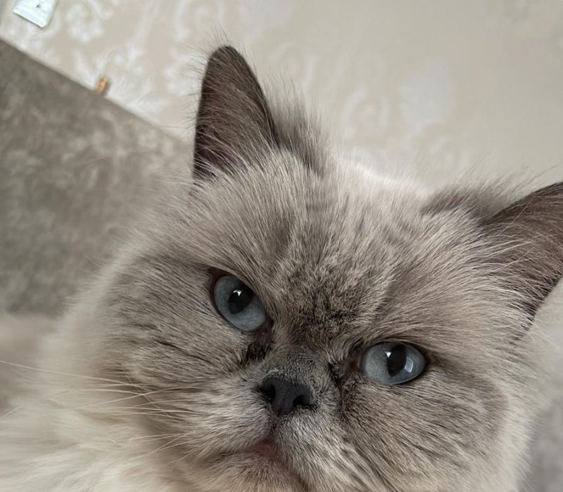 Lovely Luna