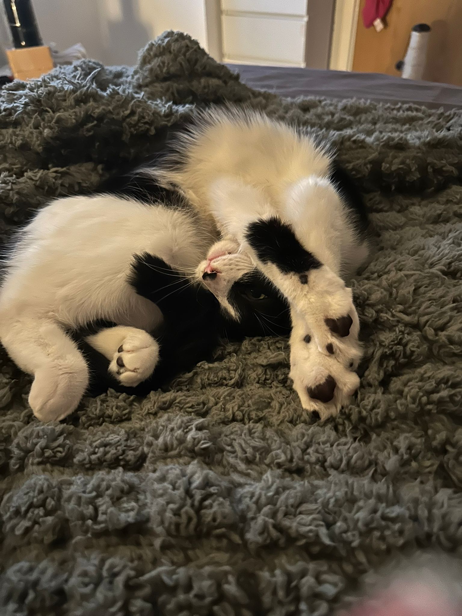 Mochi