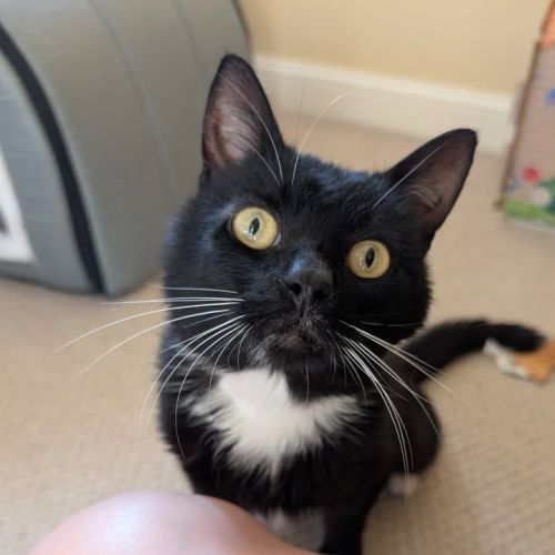 Hello, my name is F…