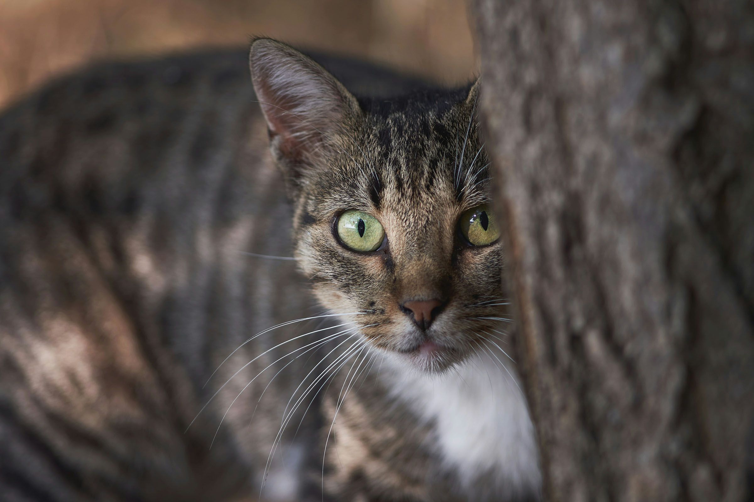 Finding a missing cat
