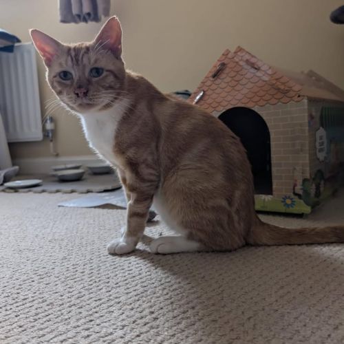 SUPPORTED ADOPTION…