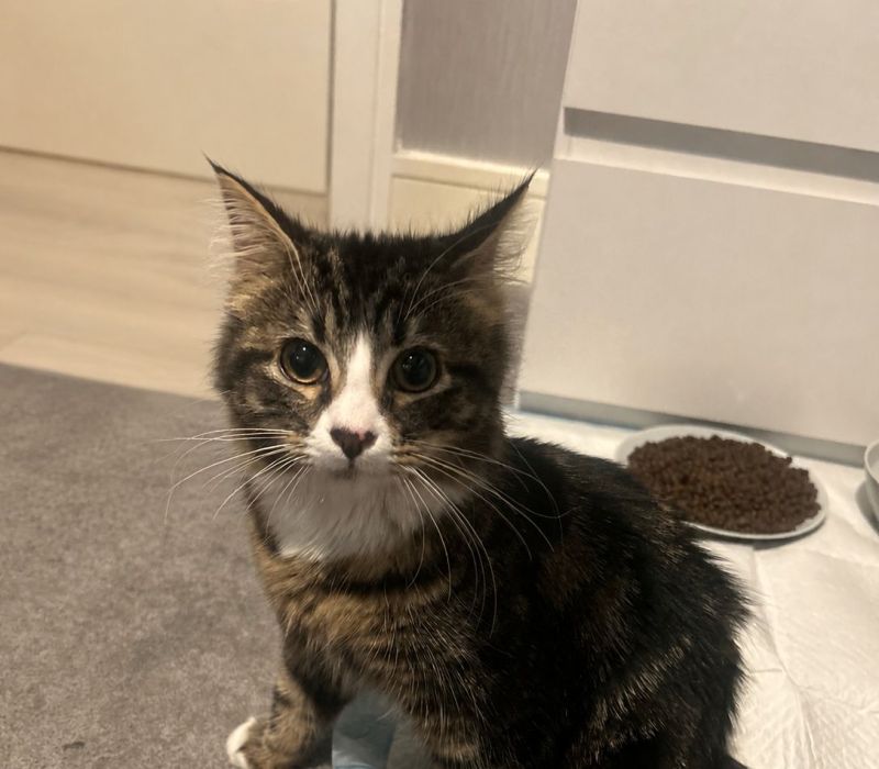 Mimi