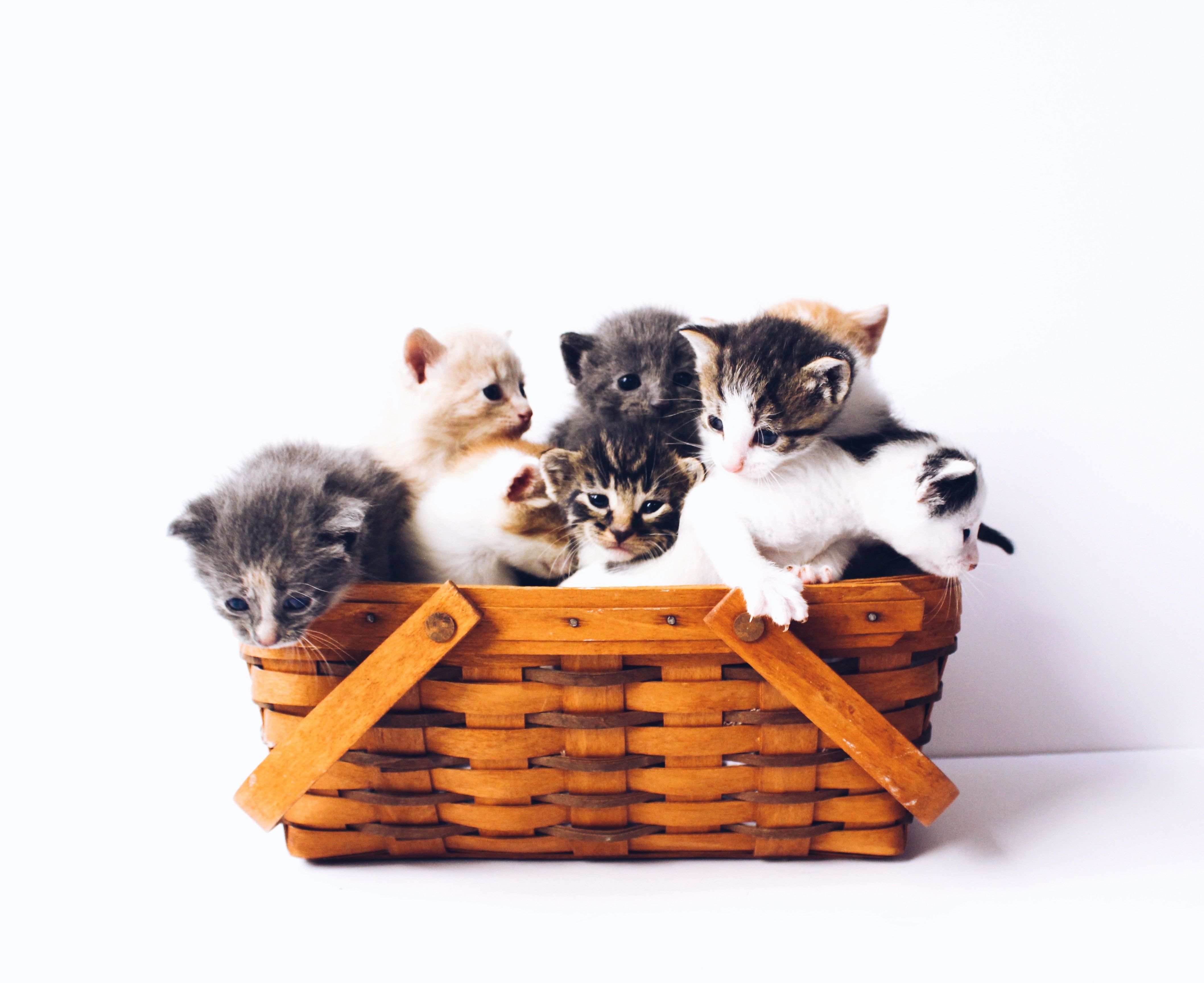 Age of a Cat in Human Years