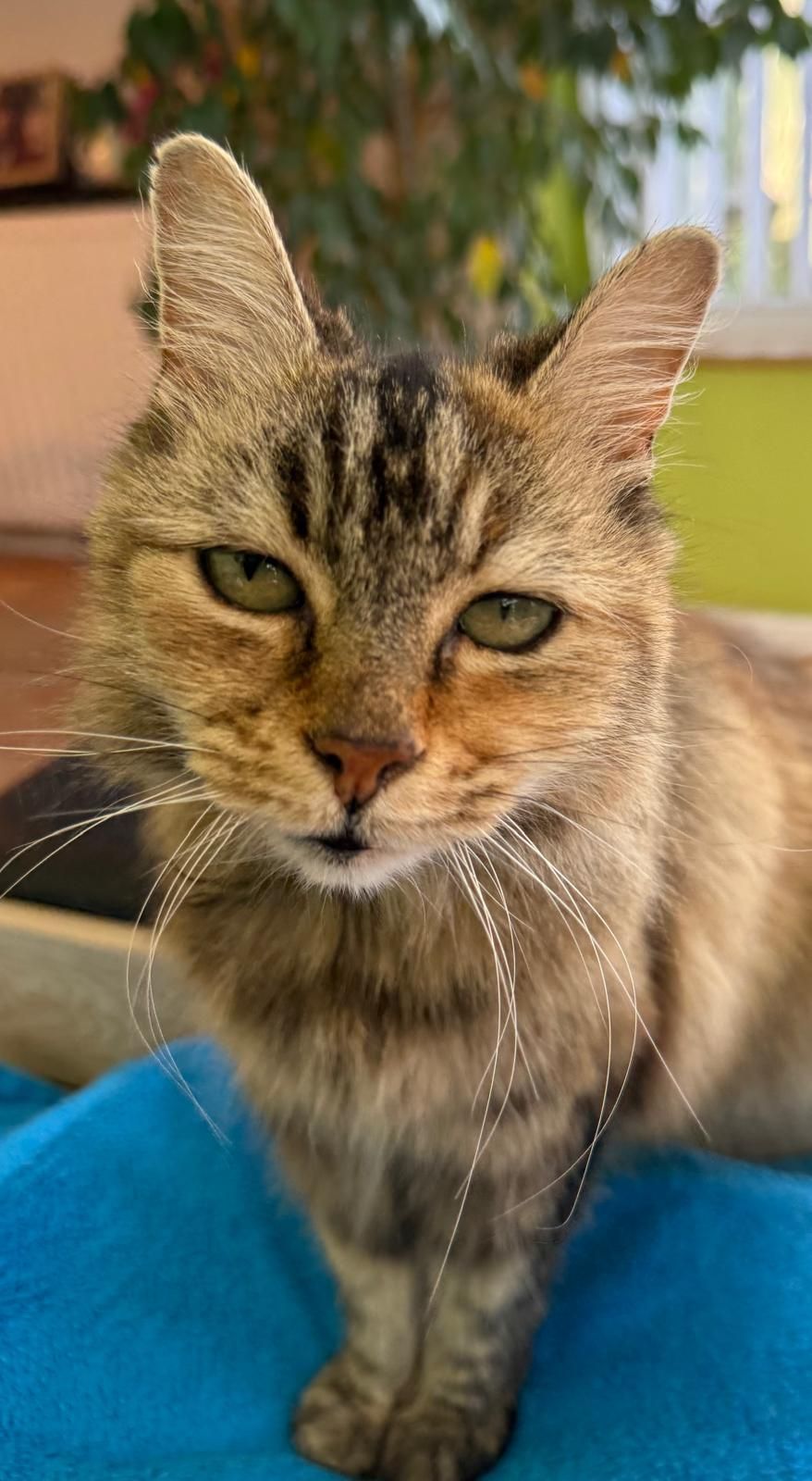 Mitzie
