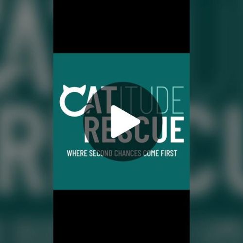 AMAZING NEWS 🐱💕💫…