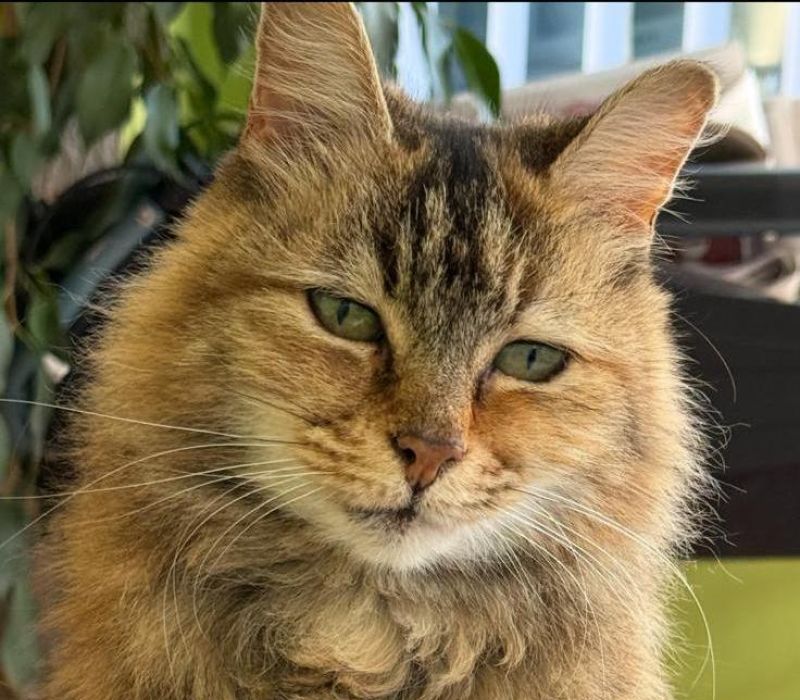 Mitzie